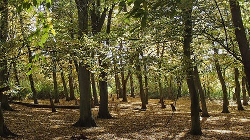 Bob's Wood at Hinchingbrooke Country Park